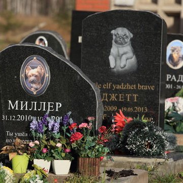 Кладовище домашніх тварин Київ
